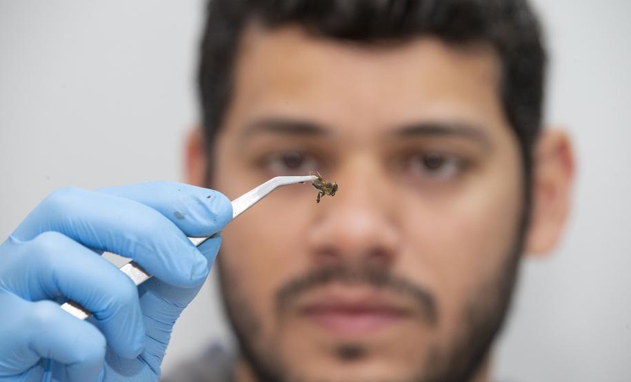 Técnicos do Tecpar analisam as amostras coletadas de abelhas mortas e favos