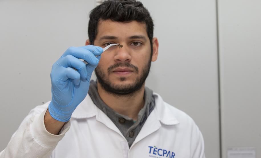 Técnicos do Tecpar analisam as amostras coletadas de abelhas mortas e favos