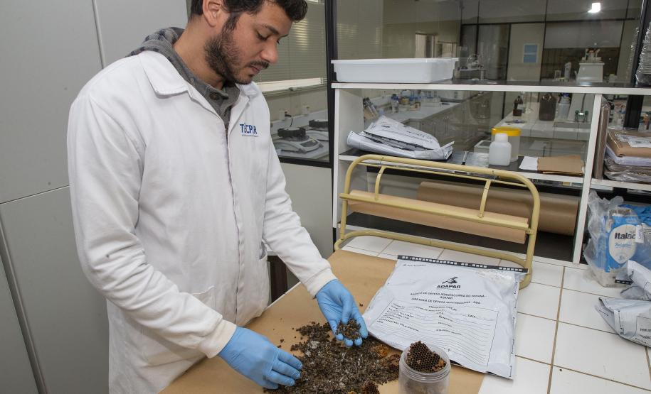 Técnicos do Tecpar analisam as amostras coletadas de abelhas mortas e favos