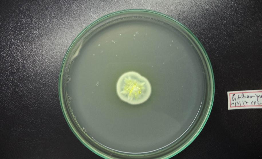 Revista científica do Tecpar dá visibilidade a pesquisadores paranaenses