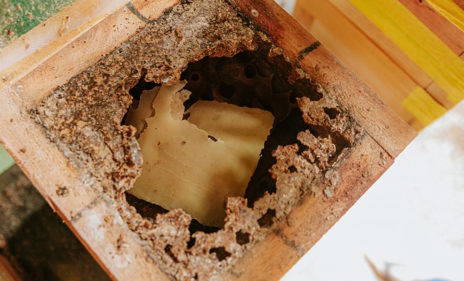 Projeto que estimula produção de mel em Morretes completa um ano