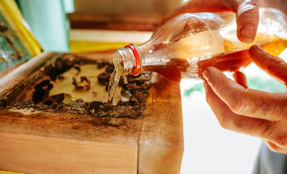 Projeto que estimula produção de mel em Morretes completa um ano