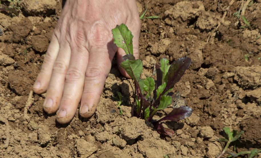 Tecpar certifica 271 produtores orgânicos de São José dos Pinhais