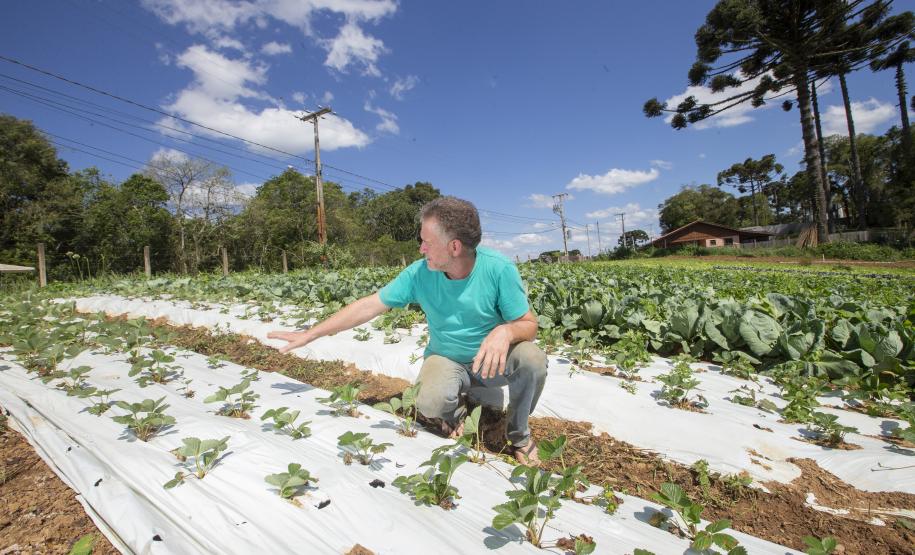 Tecpar certifica 271 produtores orgânicos de São José dos Pinhais