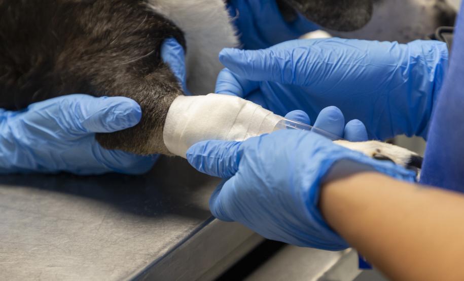 Tecpar conclui projeto-piloto de acreditação de estabelecimentos veterinários