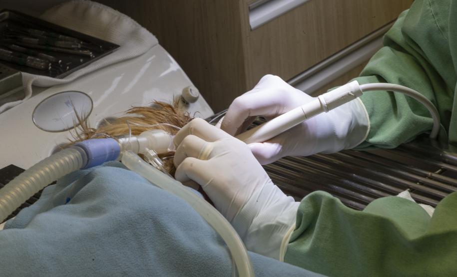 Tecpar conclui projeto-piloto de acreditação de estabelecimentos veterinários