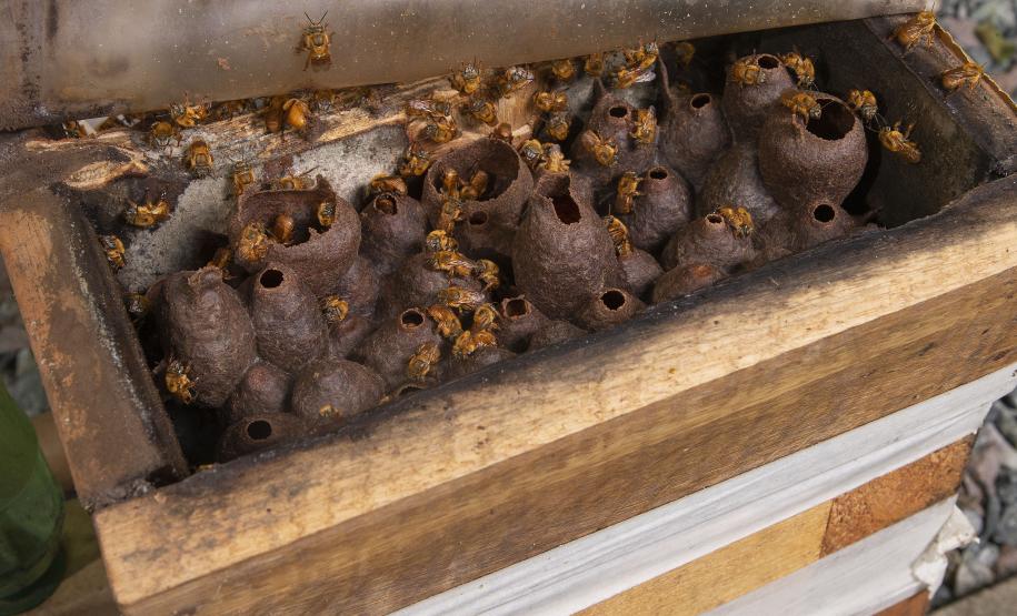 Meliponário em Morretes, no Litoral do Paraná.