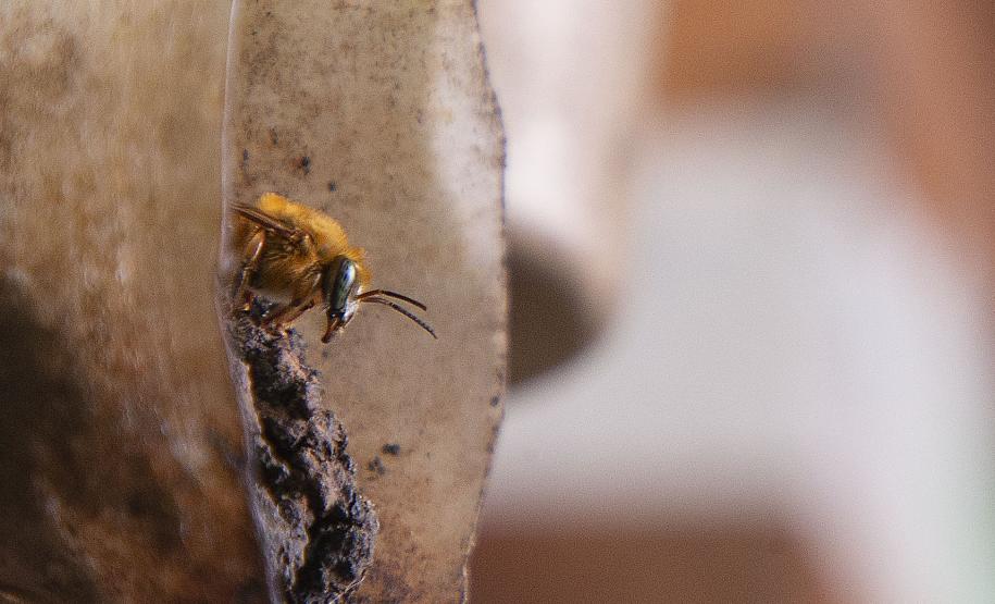 Meliponário em Morretes, no Litoral do Paraná.