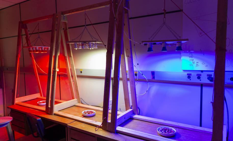 Pesquisa propõe soluções sustentáveis para a agricultura e conservação de alimentos