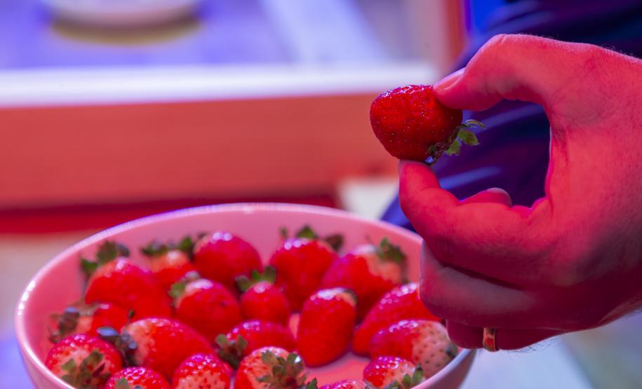 Pesquisa propõe soluções sustentáveis para a agricultura e conservação de alimentos