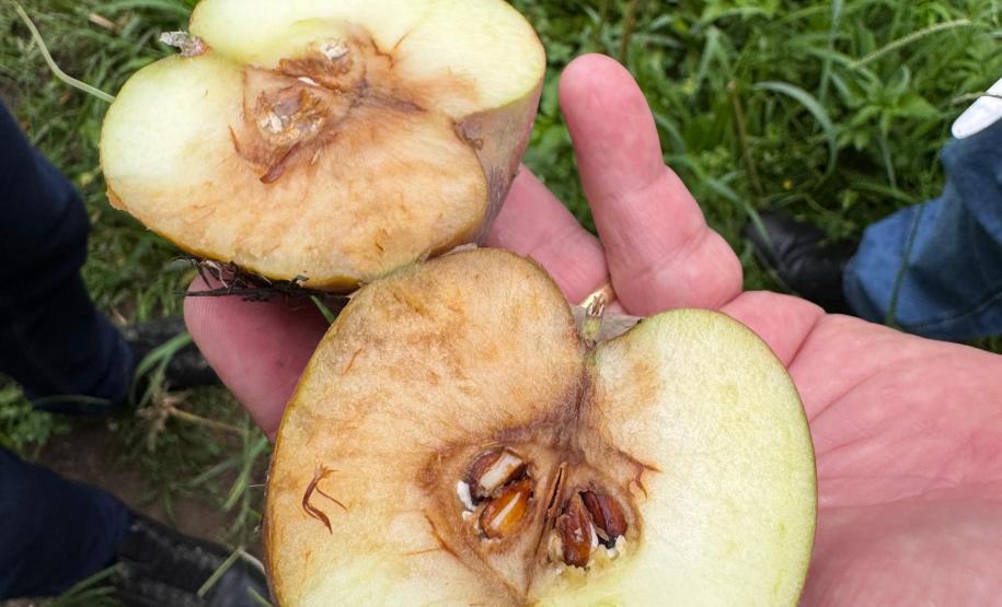 O Instituto de Tecnologia do Paraná (Tecpar) concluiu um projeto de pesquisa para implementar uma nova tecnologia agrícola de controle biológico no Brasil.