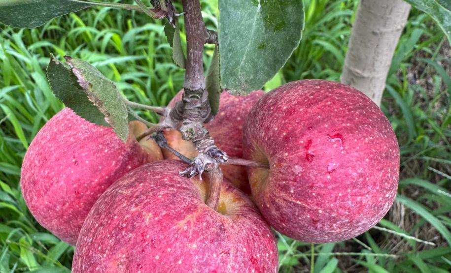 O Instituto de Tecnologia do Paraná (Tecpar) concluiu um projeto de pesquisa para implementar uma nova tecnologia agrícola de controle biológico no Brasil.
