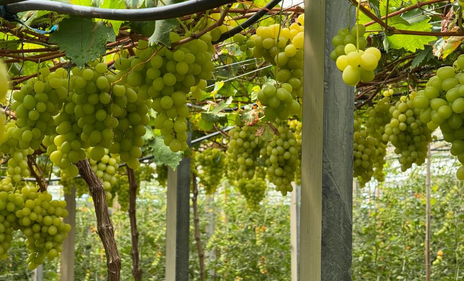 O Instituto de Tecnologia do Paraná (Tecpar) concluiu um projeto de pesquisa para implementar uma nova tecnologia agrícola de controle biológico no Brasil.