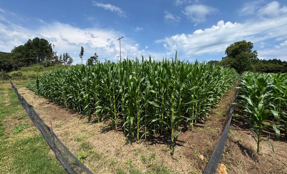 O Instituto de Tecnologia do Paraná (Tecpar) concluiu um projeto de pesquisa para implementar uma nova tecnologia agrícola de controle biológico no Brasil.