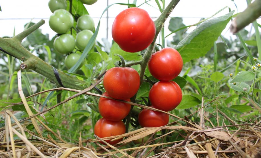 Produtor orgânico certificado pelo Tecpar tem juros reduzidos no Plano Safra