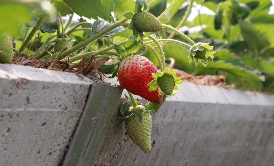 Produtor orgânico certificado pelo Tecpar tem juros reduzidos no Plano Safra