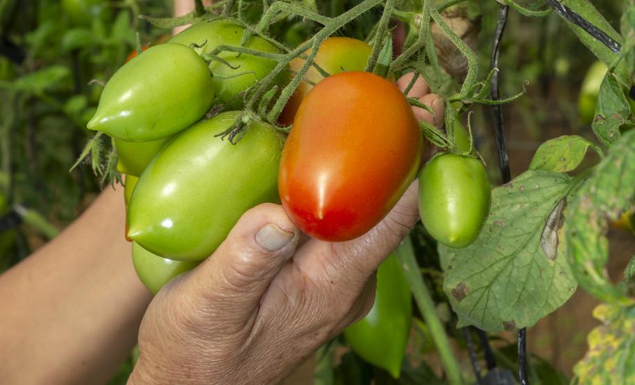 Liderança nacional do Paraná na produção de orgânicos tem certificação do Tecpar