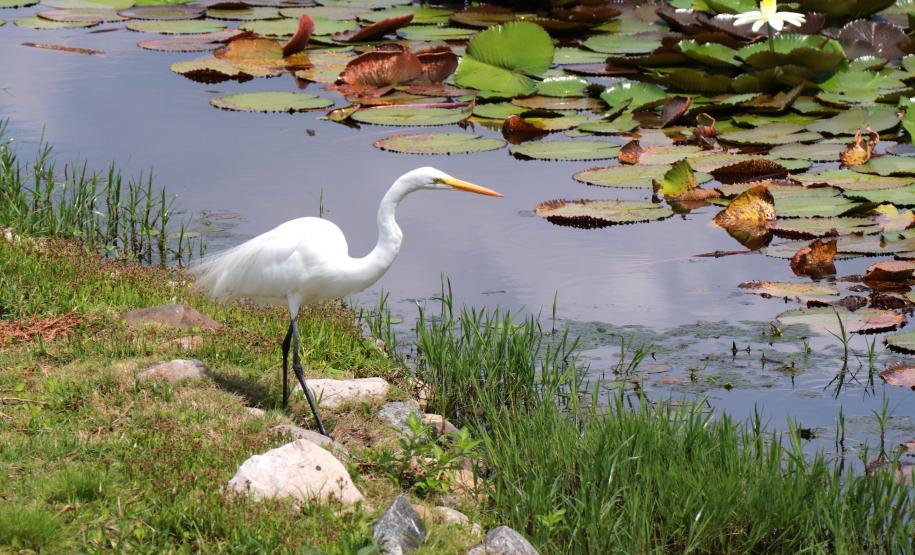 Lago criado no Tecpar há dez anos contribui para escoamento da bacia do Rio Barigui
