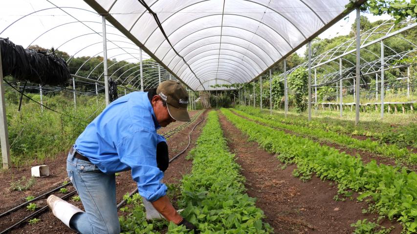 Tecpar seleciona bolsistas para programa estadual de certificação de orgânicos